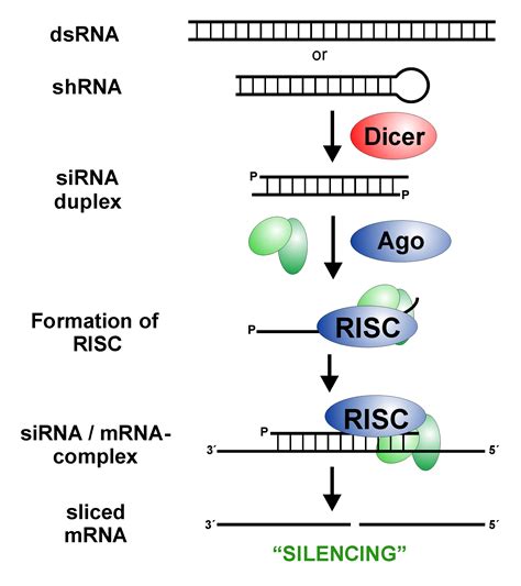 RNA-interference & qRT-PCR