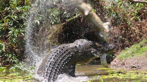 Crocodile that ate Australia woman's arm destroyed - BBC News