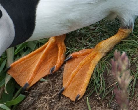 Atlantic Puffin Feet | Flickr - Photo Sharing!