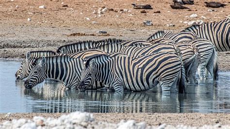 International Zebra Day 2024: History, Significance & Facts