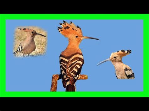 Eurasian Hoopoe Bird Song, Call, Chir, Sound, Voice - Abubilla Canto - Upupa Epops - YouTube