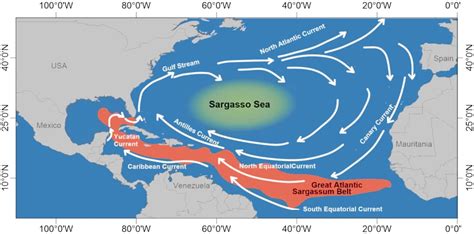 What Is Sargassum And Why It Is Coming To Florida - All To Know