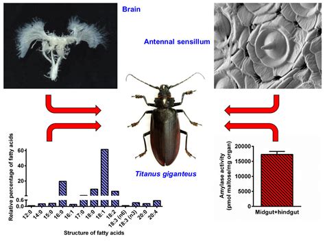 Beetle Wings Anatomy