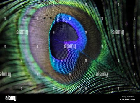 colorful peacock feather close-up Stock Photo - Alamy