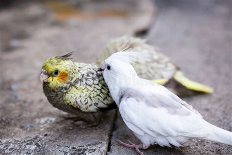 A Baby Cockatiel Eating Food. Stock Image - Image of close, portrait: 103816573