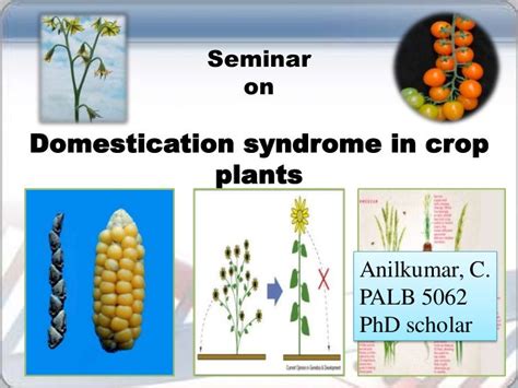 Domestication syndrome in crop plants