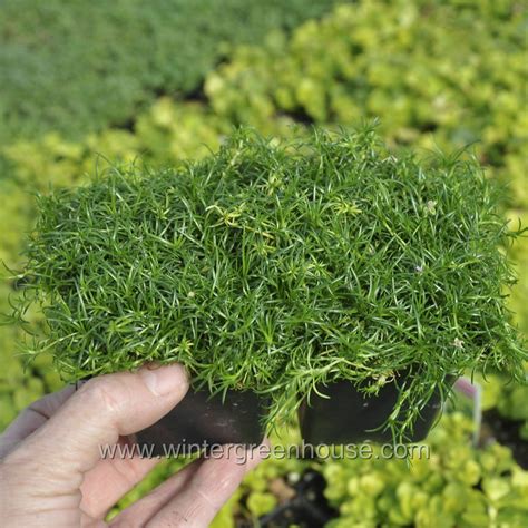 Irish Moss Ground Cover