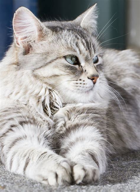 Beauty Siberian Cat, Silver Version Adult Stock Image - Image of adorable, kitty: 85053179