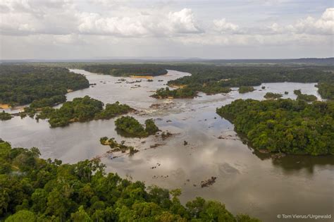 Ecotourism in Guyana | The Iwokrama Forest | Part 1 - Livingdreams.tv