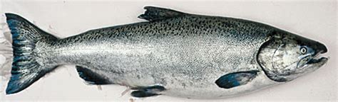 Chinook Salmon Species Profile, Alaska Department of Fish and Game