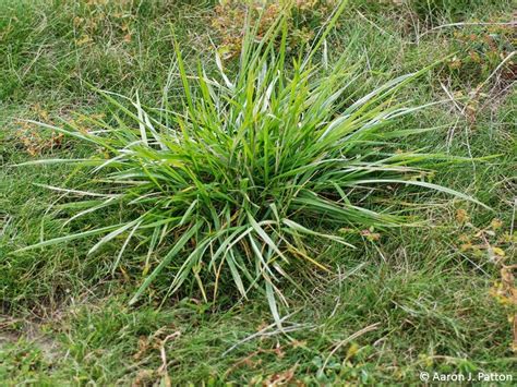 Weed of the month for March 2015 is Tall Fescue | Turfgrass Science at Purdue University ...