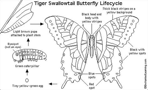 Tiger Swallowtail Butterfly Printout