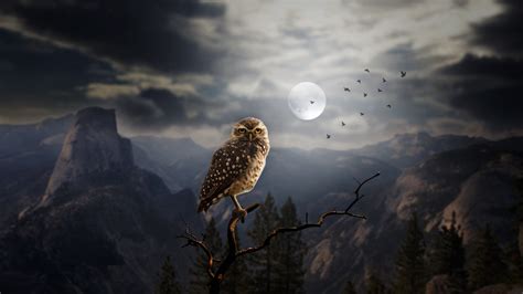 1920x1080 Moon Fantasy Owl Laptop Full HD 1080P ,HD 4k Wallpapers,Images,Backgrounds,Photos and ...