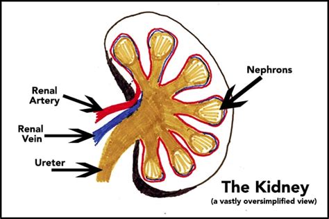 [DIAGRAM] Inside Cat Kidney Diagram - MYDIAGRAM.ONLINE