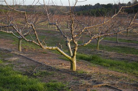 Ruston peach trees | California Climate & Agriculture Network