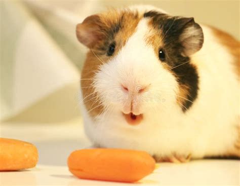 Cute and Funny Guinea Pig is Eating a Carrot Stock Image - Image of nature, beautiful: 104985095