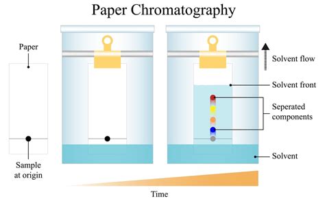 Paper Chromatography Simple Explanation - Printable Templates Free