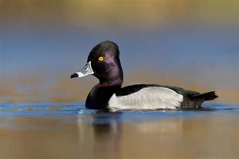 Ring-necked Duck | Waterfowl taxidermy, Duck pictures, Duck