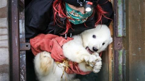 Highland Wildlife Park's new polar bear cub is a male - BBC News