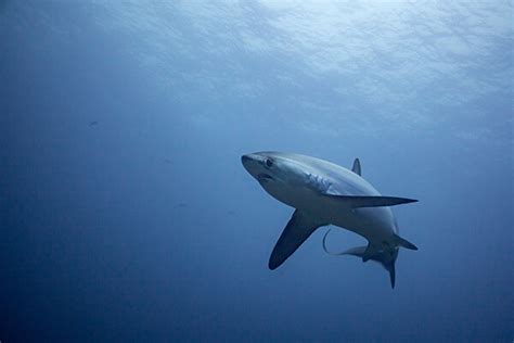 Thresher Shark - Facts and Beyond | Biology Dictionary