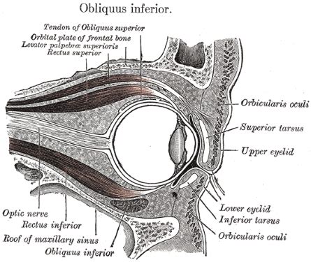 Ocular Adnexa Overview & Anatomy - Video & Lesson Transcript | Study.com