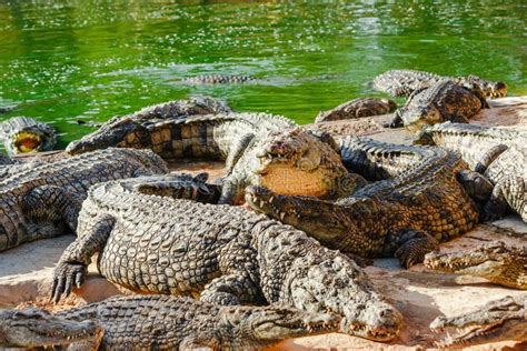 Crocodiles Bask In The Sun On The River Bank Stock Photo - Image of asia, green: 171651648