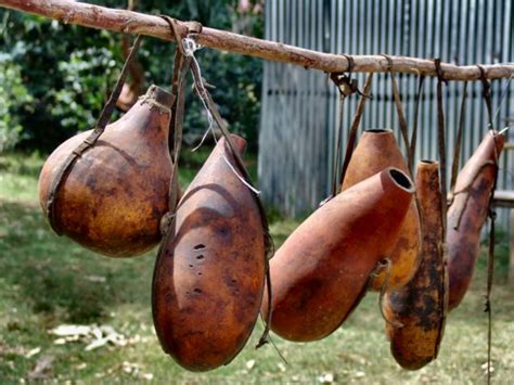 Bottle Gourd Floated from Africa to Americas; Researchers Find | Nature World News