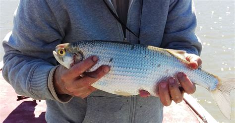 Missouri angler hooks record goldeye fish, will use it for catfish bait