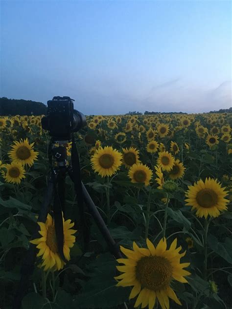 Photographing the largest sunflower field in Japan : r/japanpics