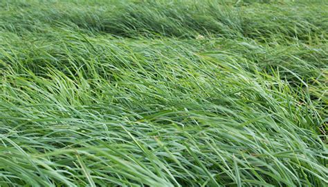 Conquer drought with warm-season grasses | Hay and Forage Magazine