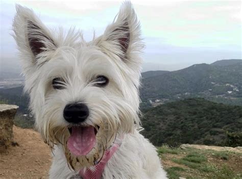 27 Cute Yorkshire Terrier Mixes - The Best Yorkie Hybrids