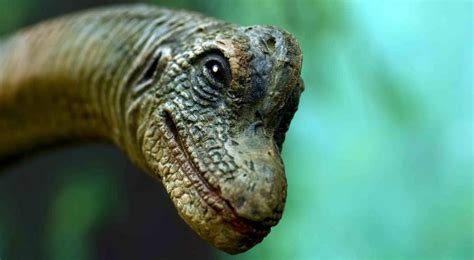 9 Beefy Facts About The Brontosaurus | The Fact Site