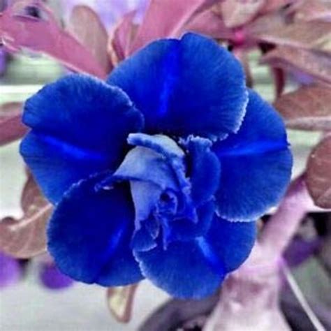 Amazon.com : CHUXAY GARDEN Rare Blue Desert Rose Seed 2 Seeds Beauty Adenium Obesum Houseplant ...