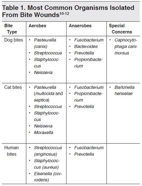 Do I Need Antibiotics For Dog Bite