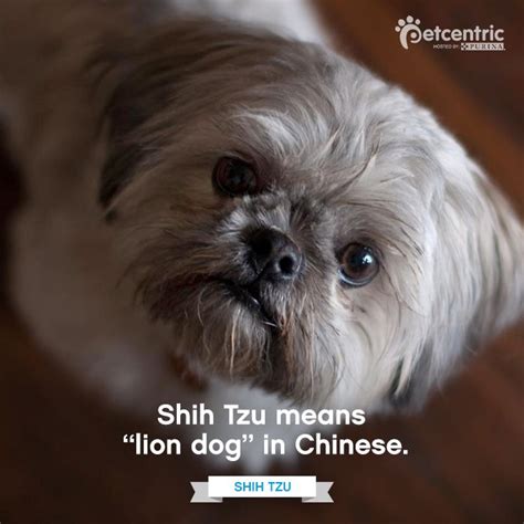 Shih Tzu | Chinese dog, Lion dog, Shih tzu