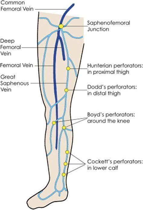 Image result for lower extremity venous anatomy | Lower extremity, Vascular ultrasound, Lower