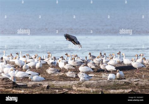 Snow goose, a color variant called the Blue Goose, Blue morph adults, Richmond BC Canada Stock ...