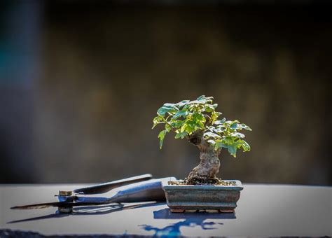 How to Properly Prune Your Bonsai Tree - Bonsai Tree Source