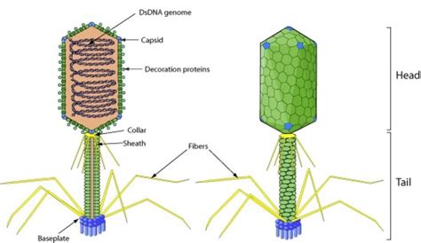 11 Bacteriophage Examples – StudiousGuy