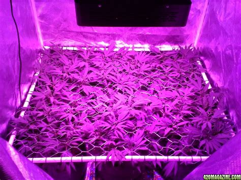 Help on best 4' x 4' LED Grow room set up