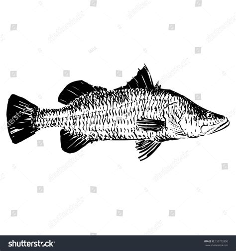 Hand Drawn Barramundi Stock Vector 155772800 - Shutterstock