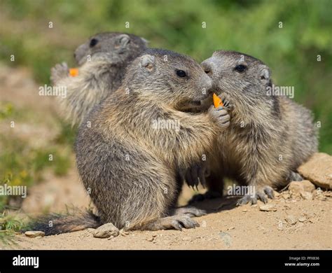 Baby marmot hi-res stock photography and images - Alamy