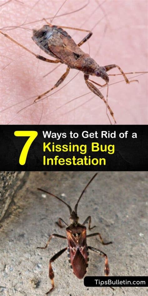 Smart Kissing Bug Prevention Strategies