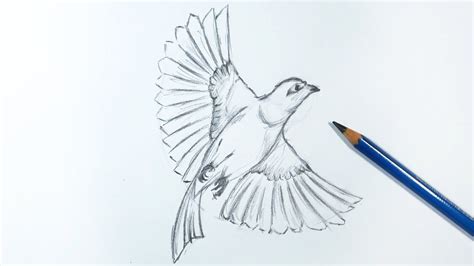 How to Draw a Flying Bird Step by Step | Pencil - YouTube