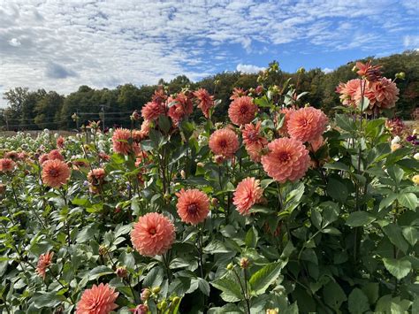 Best Dahlias for Wedding Designs — Heirloom Soul Florals