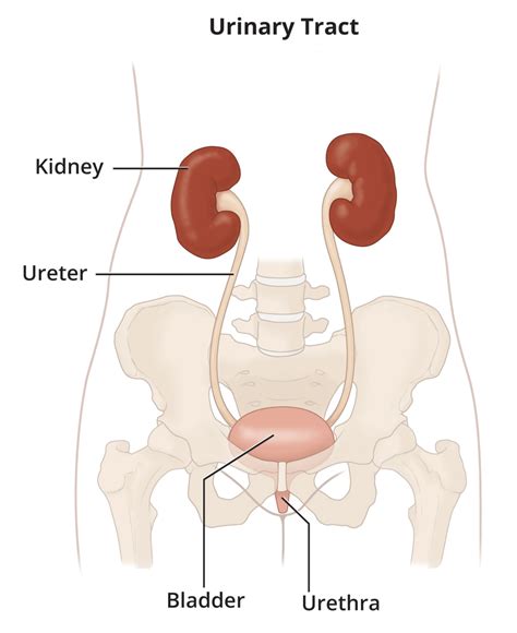 Urine Drains From The Ureters Into The Bladder Through The - Best Drain Photos Primagem.Org