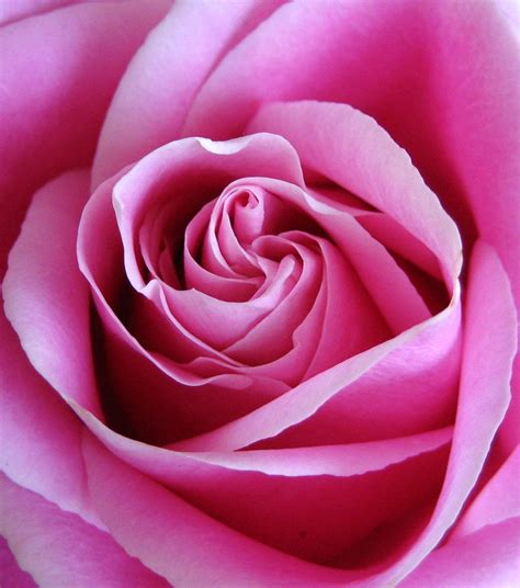 fotopedia.com - contact with domain owner | Epik.com | Rosé close up, Beautiful roses, Exotic ...