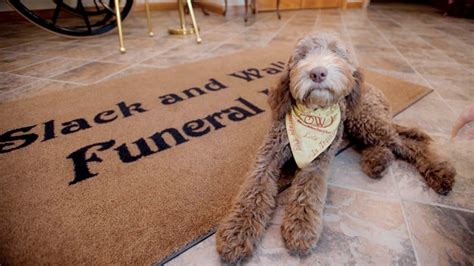 Funeral home brings therapy dog on board - The Tribune | The Tribune