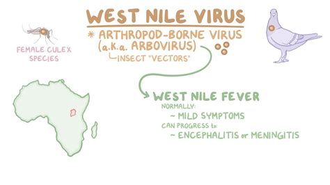 West Nile Virus Ohio 2024 - Jayme Iolande