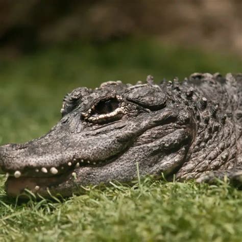 Chinese Alligator - Facts, Diet, Habitat & Pictures on Animalia.bio